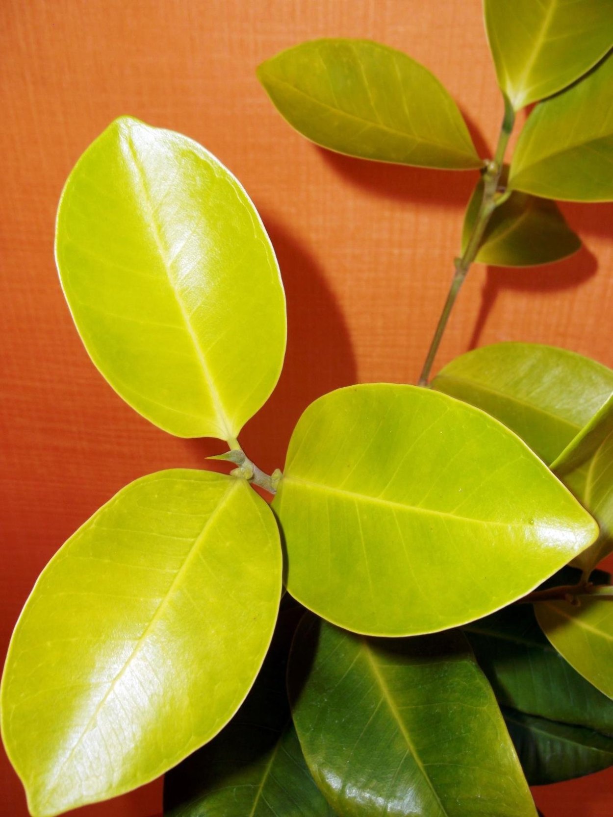 Фикус Наоми Голд