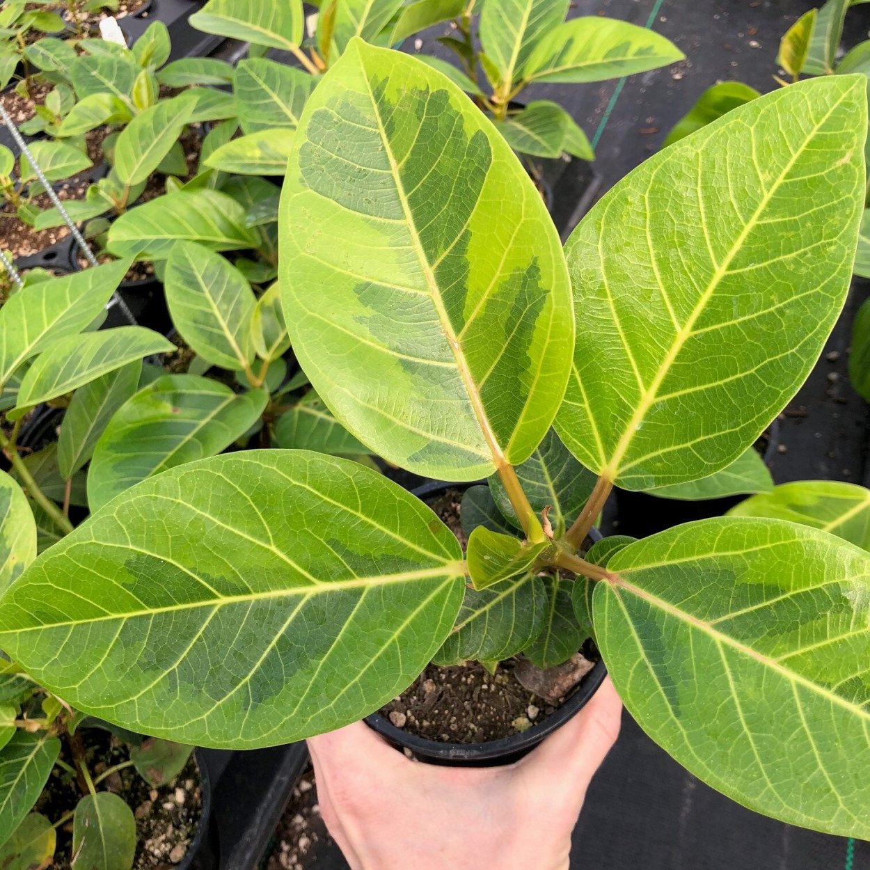 Фикус в перекрестке