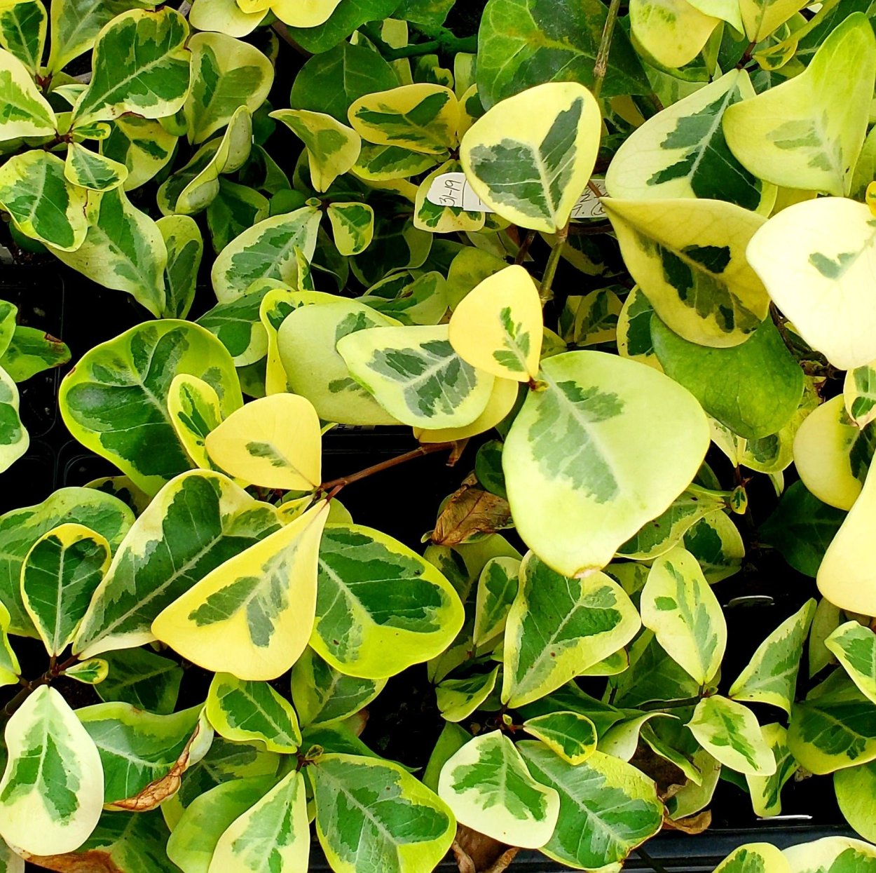 Фикус Триангулярис вариегатный