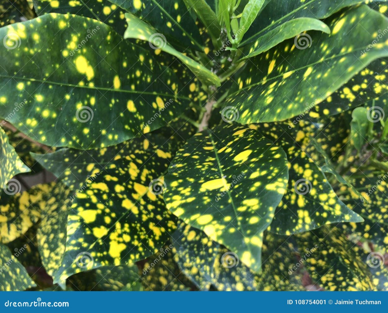 Аукуба японская (лавр японский