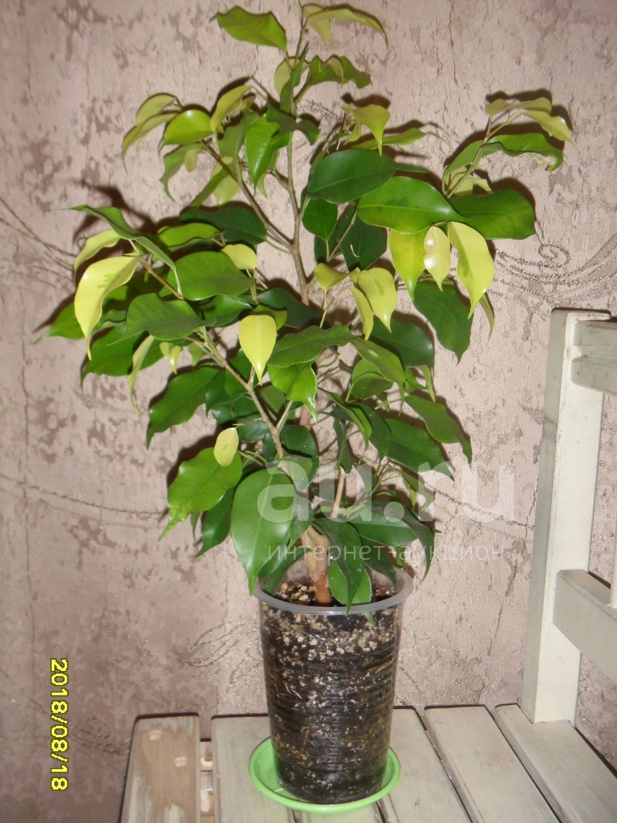 Фикус Бенджамина Наоми