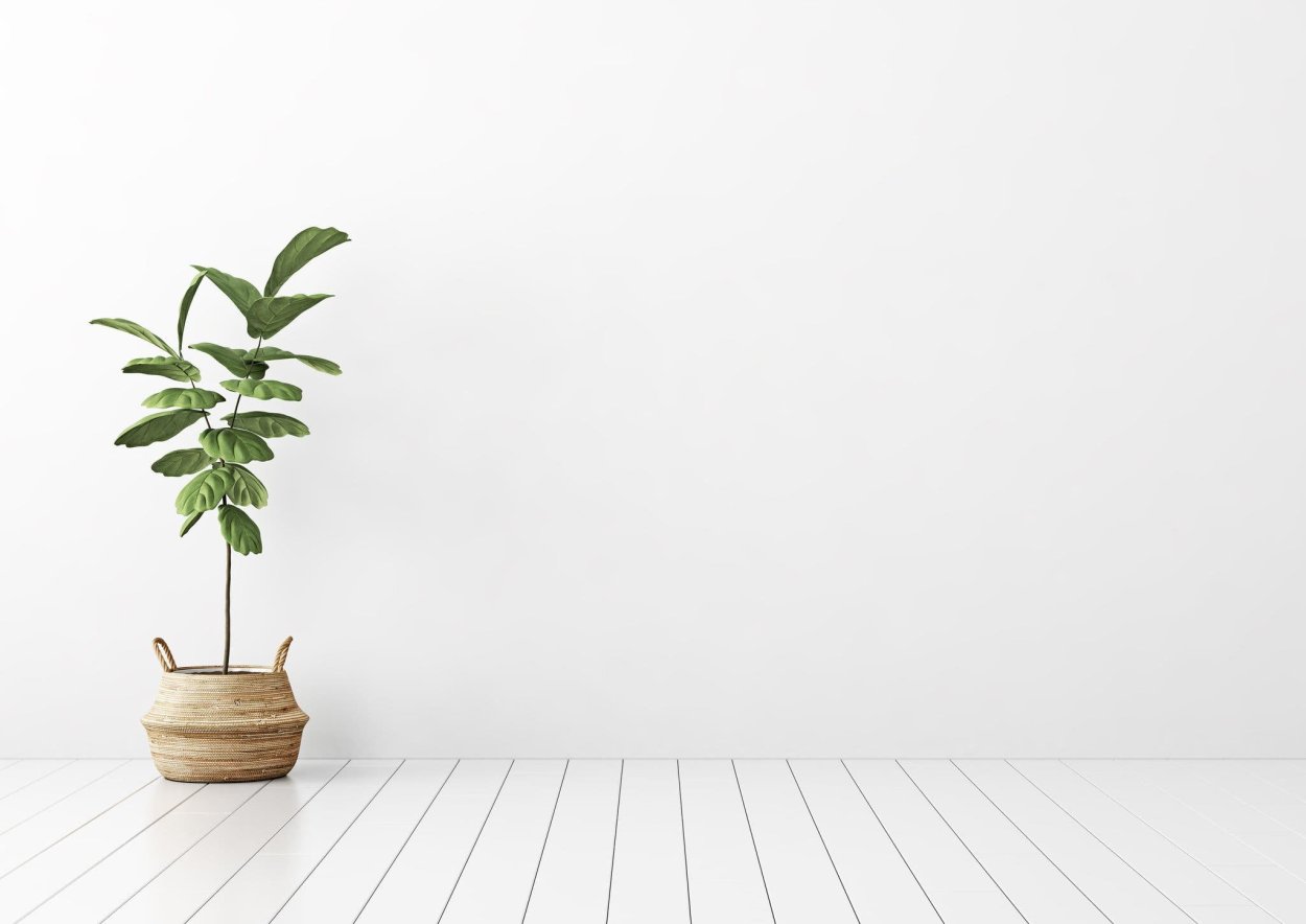 Фон окно фикус