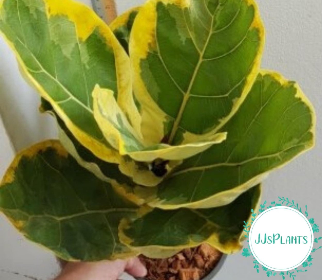 Фикус лирата Вариегата