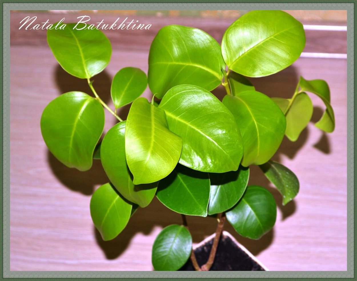 Фикус кокетка фото