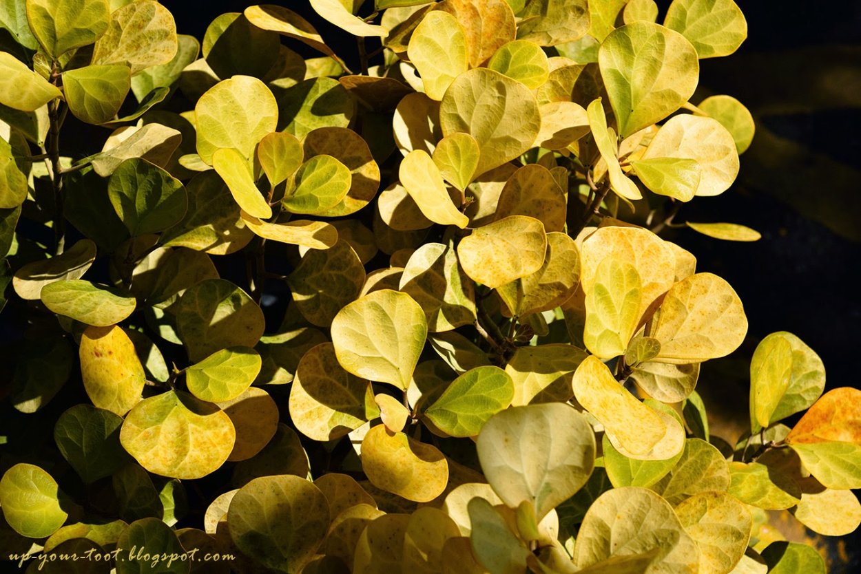 Ficus deltoidea Golden leaves
