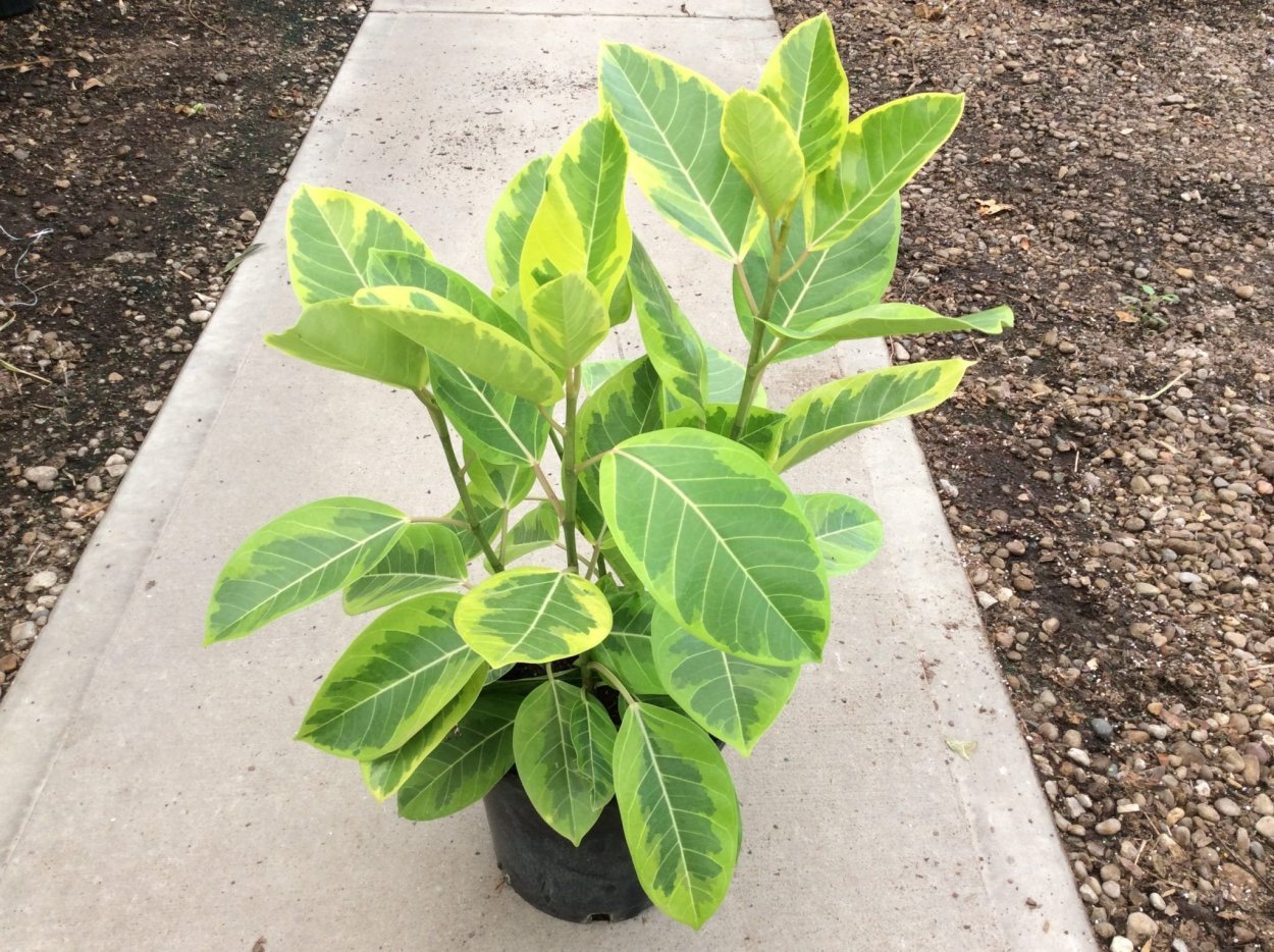 Фикус альтиссимо вариегатный