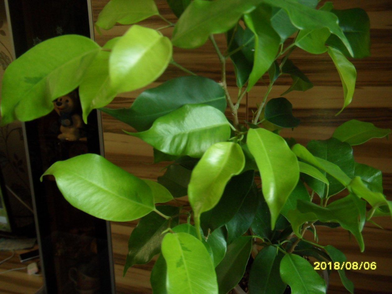 Фикус benjamina Yellow Gold