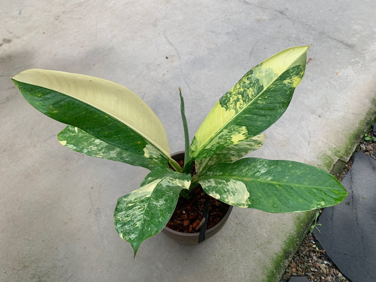 Диффенбахия Еллоу