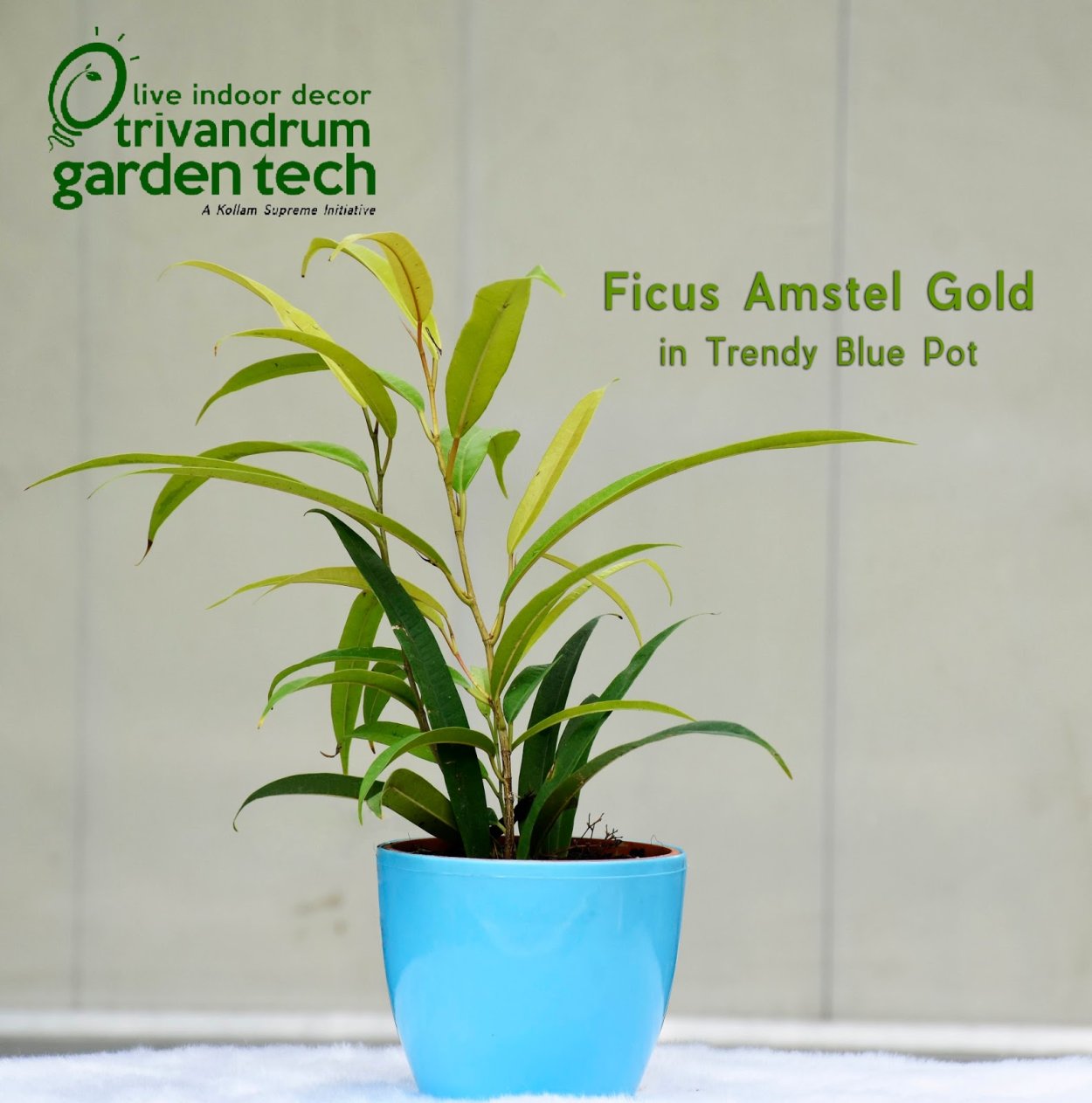 Фикус Грин Голд