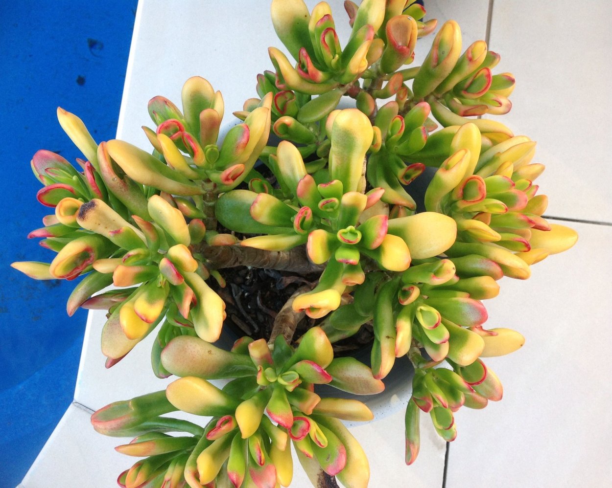 Крассула Овата Голлум