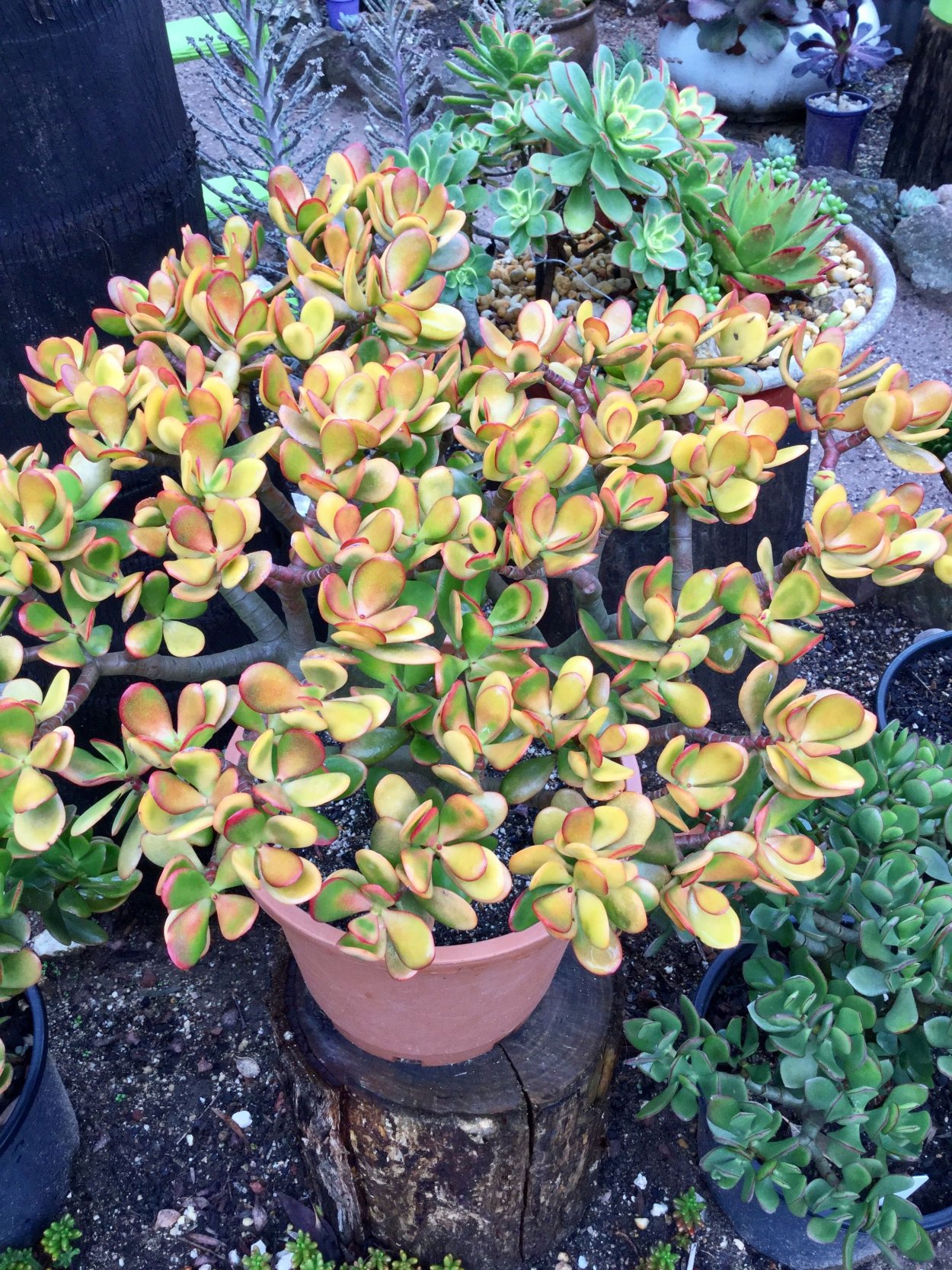 Крассула Овата Хоббит Сансет