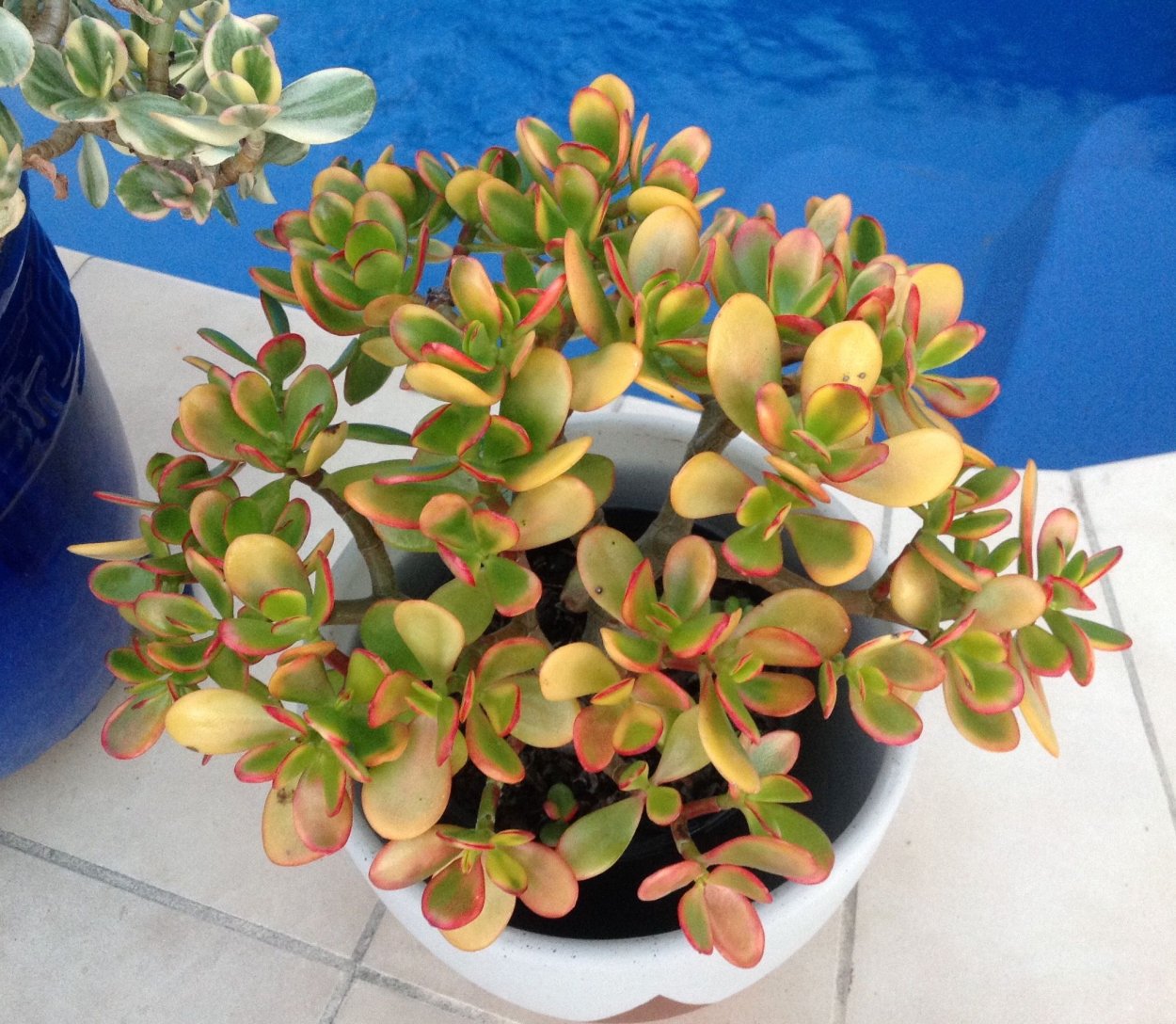 Крассула Овата Сансет