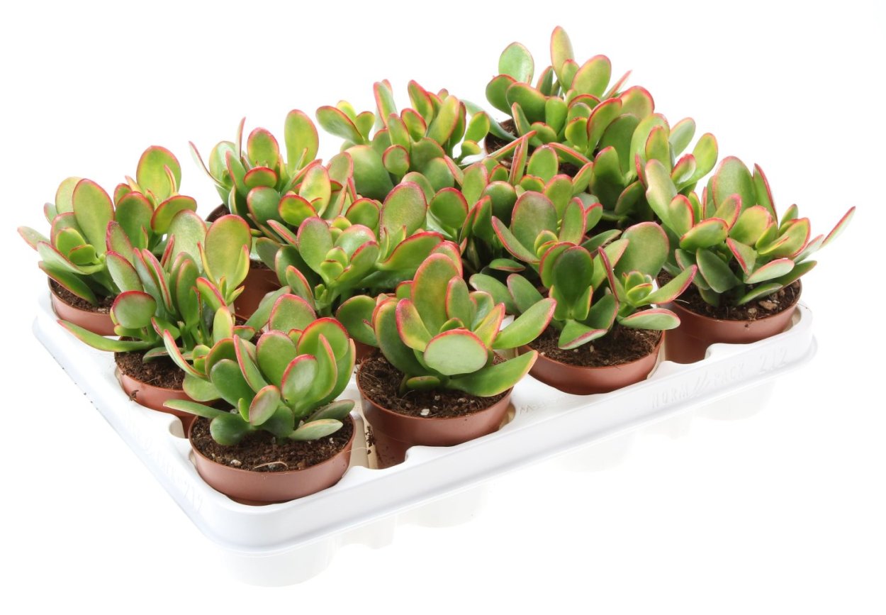Крассула Овата Сансет d12