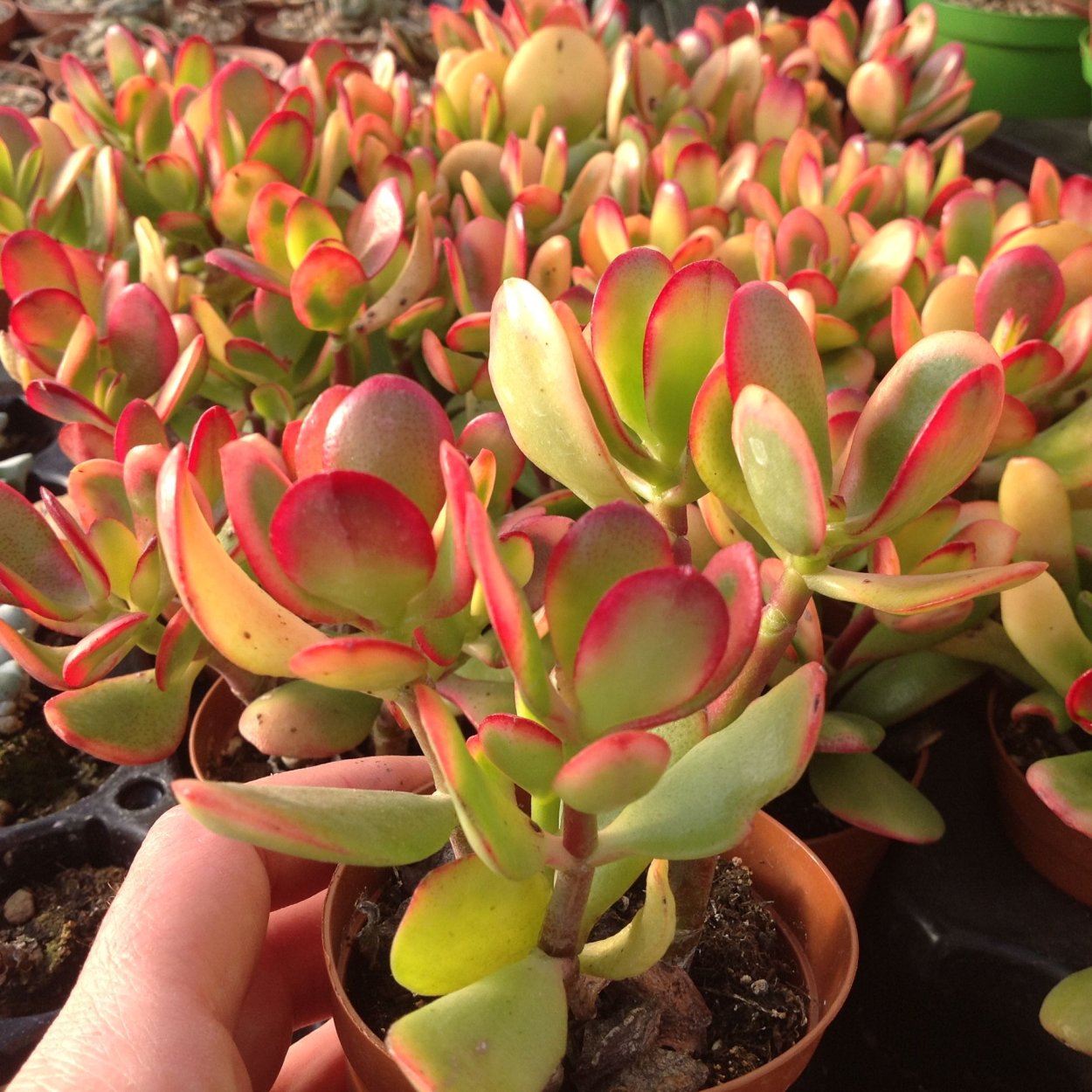 Крассула Овата Сансет