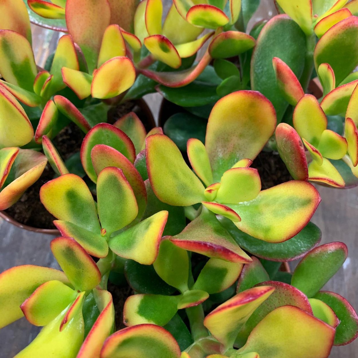 Крассула Хаммелс Сансет