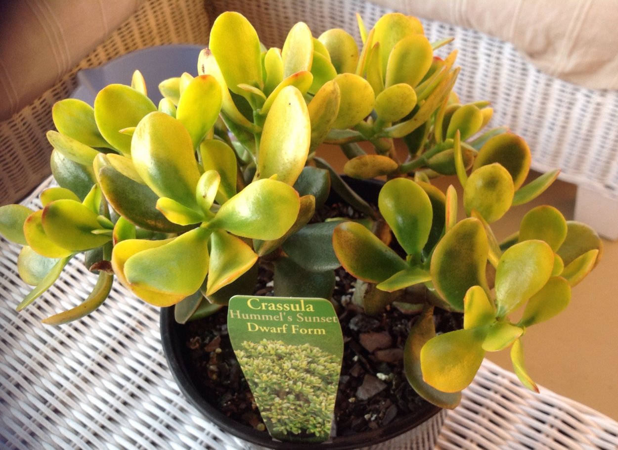 Крассула Хаммелс Сансет