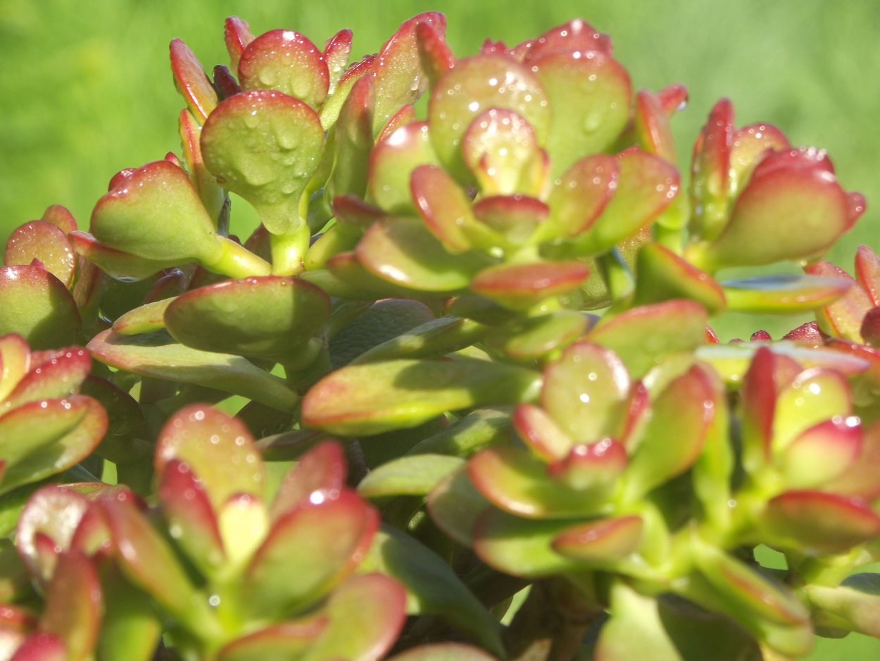 Крассула Овата цветение