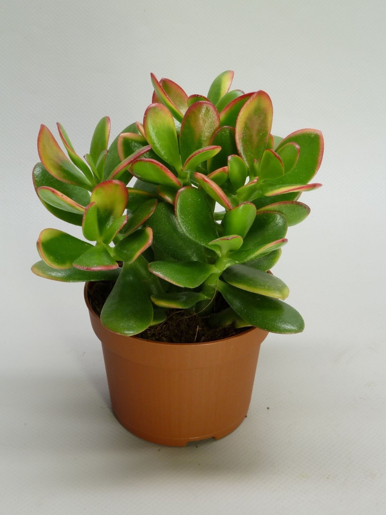 Крассула ovata Sunset