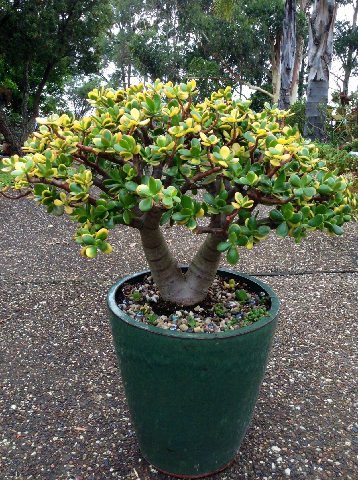 Крассула Сансет вариегатная