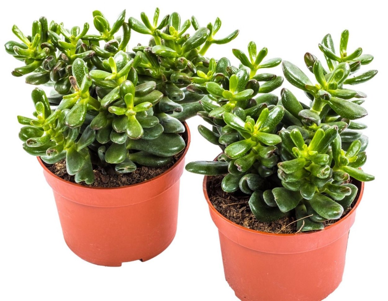 Крассула Овата Сансет d12