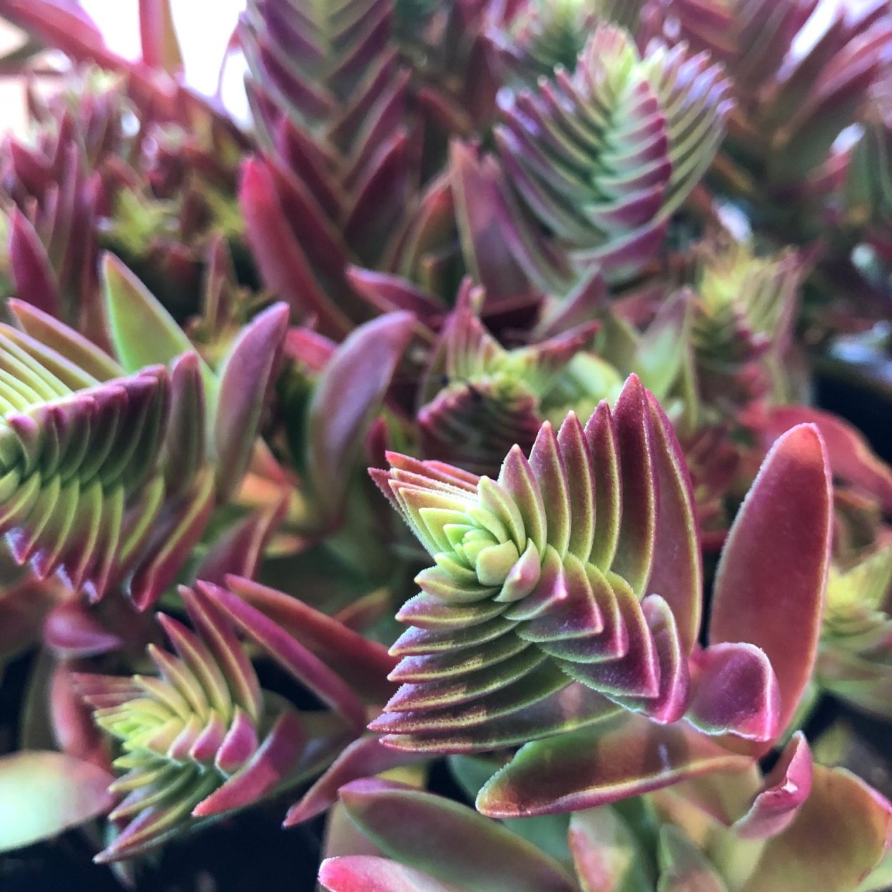 Крассула corymbulosa