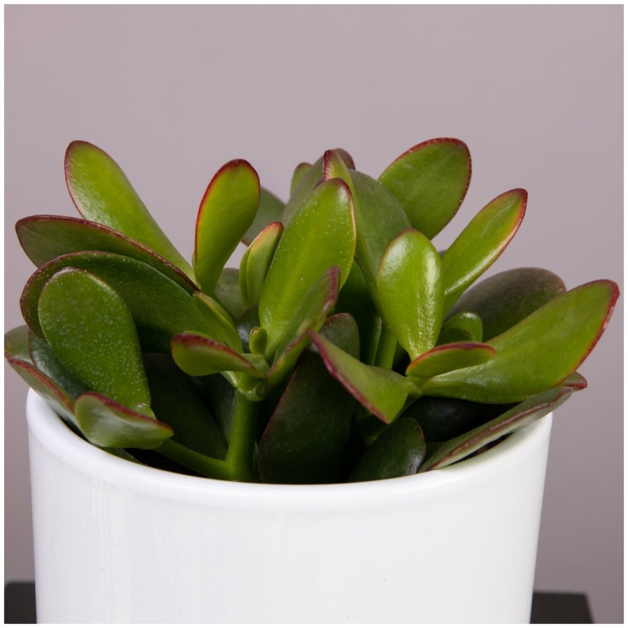 Крассула Овата Сансет d12