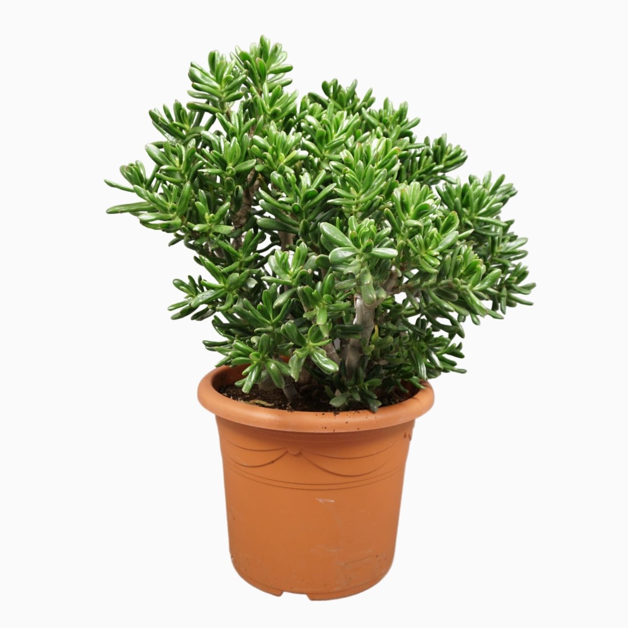 Крассула Овата минор