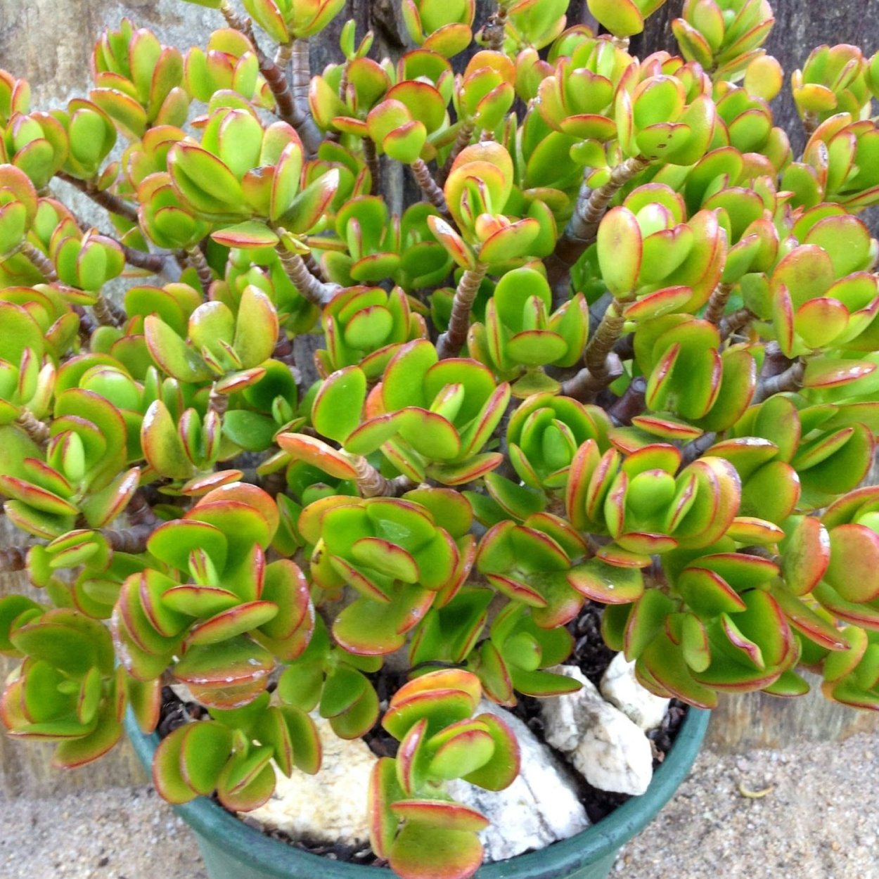 Крассула Овата Джейд