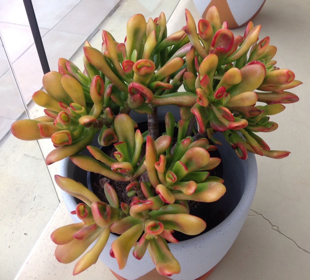 Крассула Хоббит Сансет