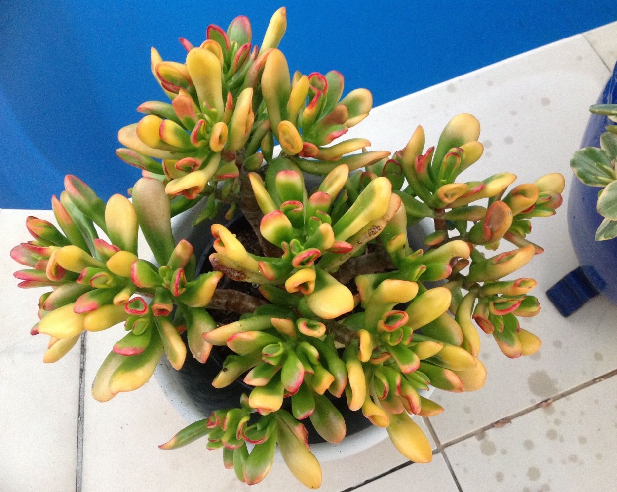 Крассула Овата Хоббит Сансет