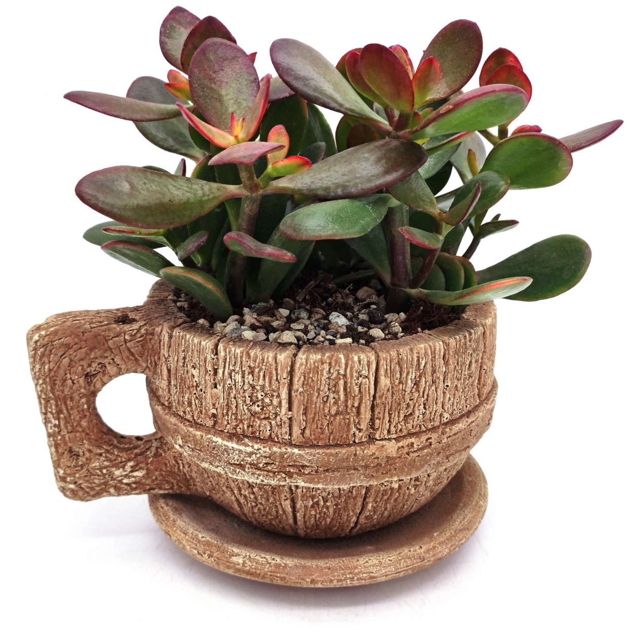 Crassula ovata Sunset