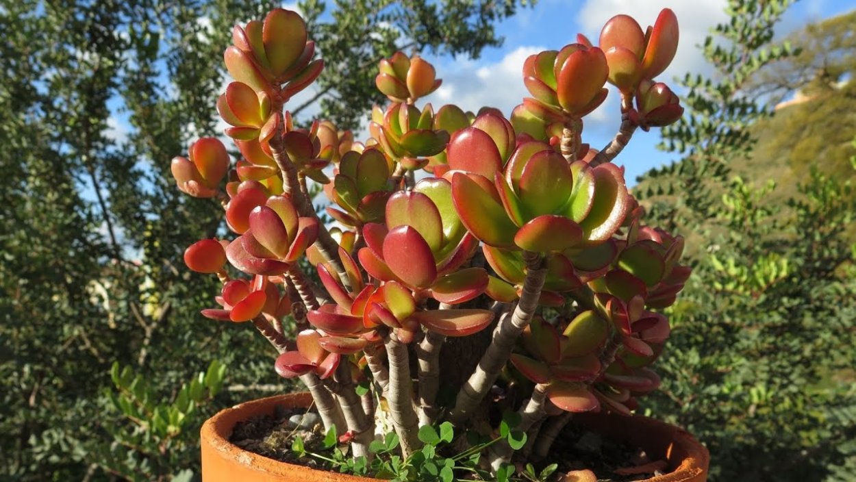 Толстянка яйцевидная жадеитовое дерево