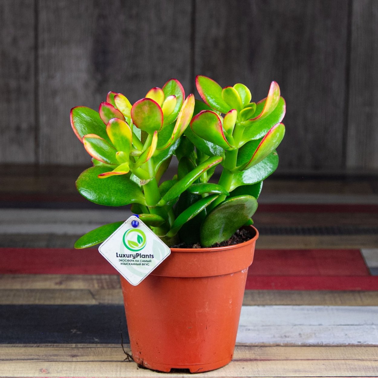 Крассула Овата Сансет дерево