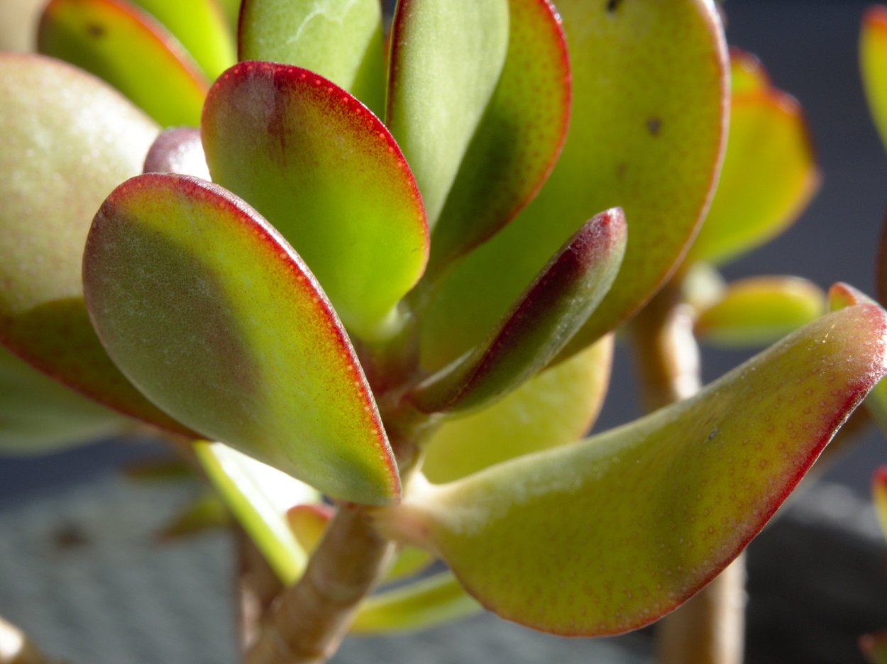 Крассула Devils Horn