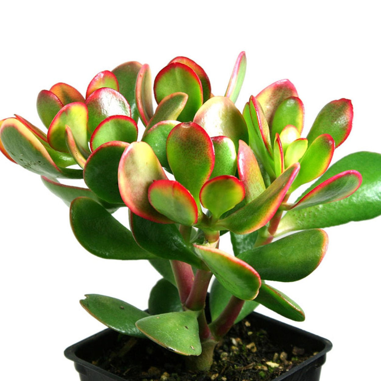 Крассула Овата