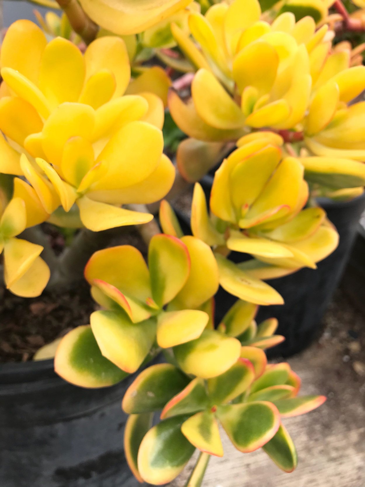 Крассула Сансет