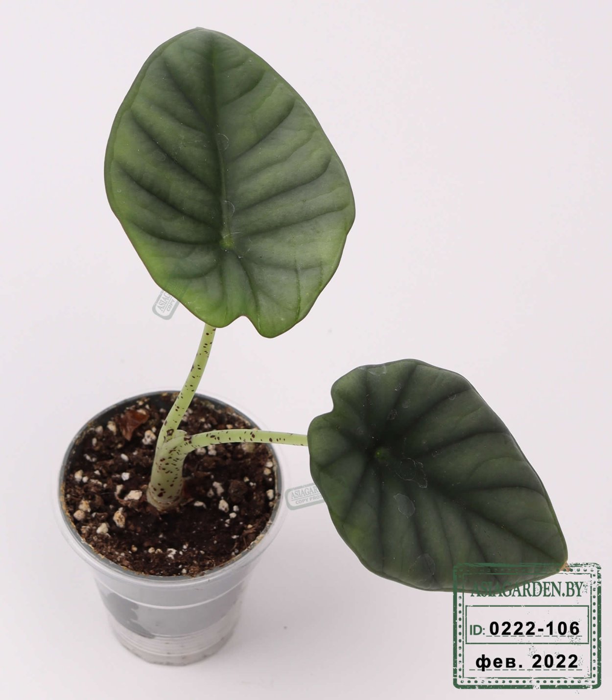 Алоказия Сильвер Небула