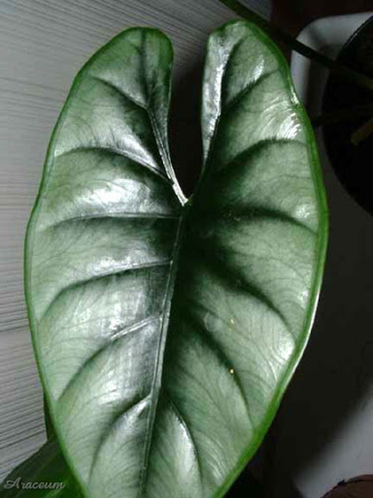 Алоказия reversa