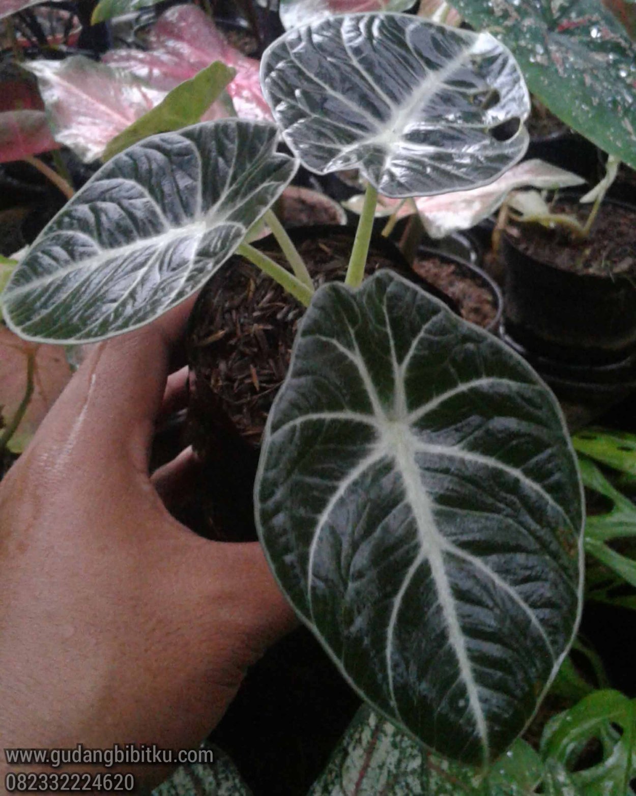 Алоказия Greenshield