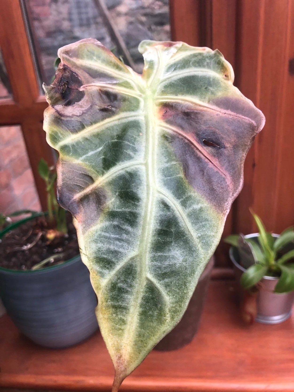 Алоказия Dragon Scale variegated