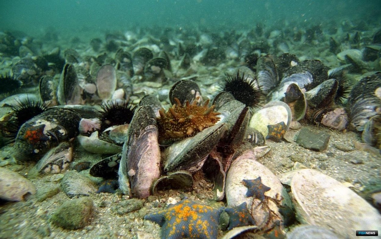 Морская живность Охотское море
