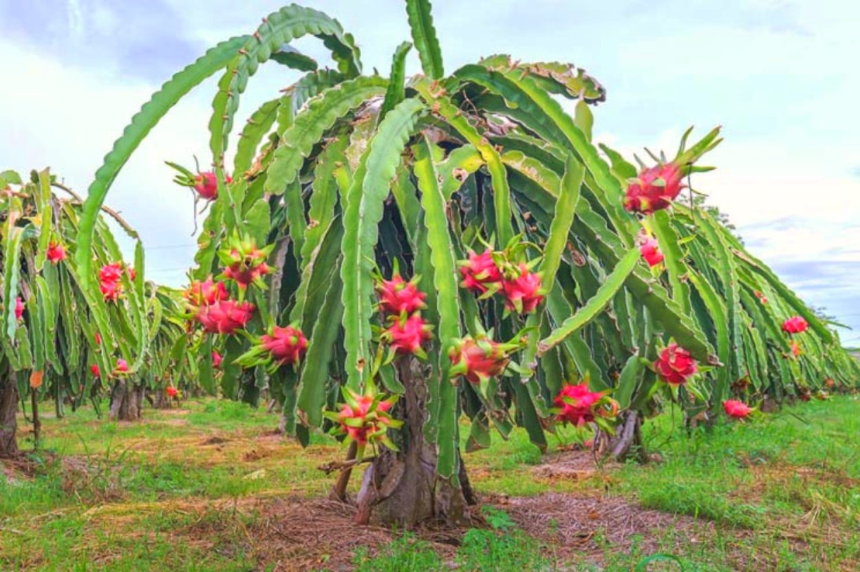 Гилоцереус - питахайя.