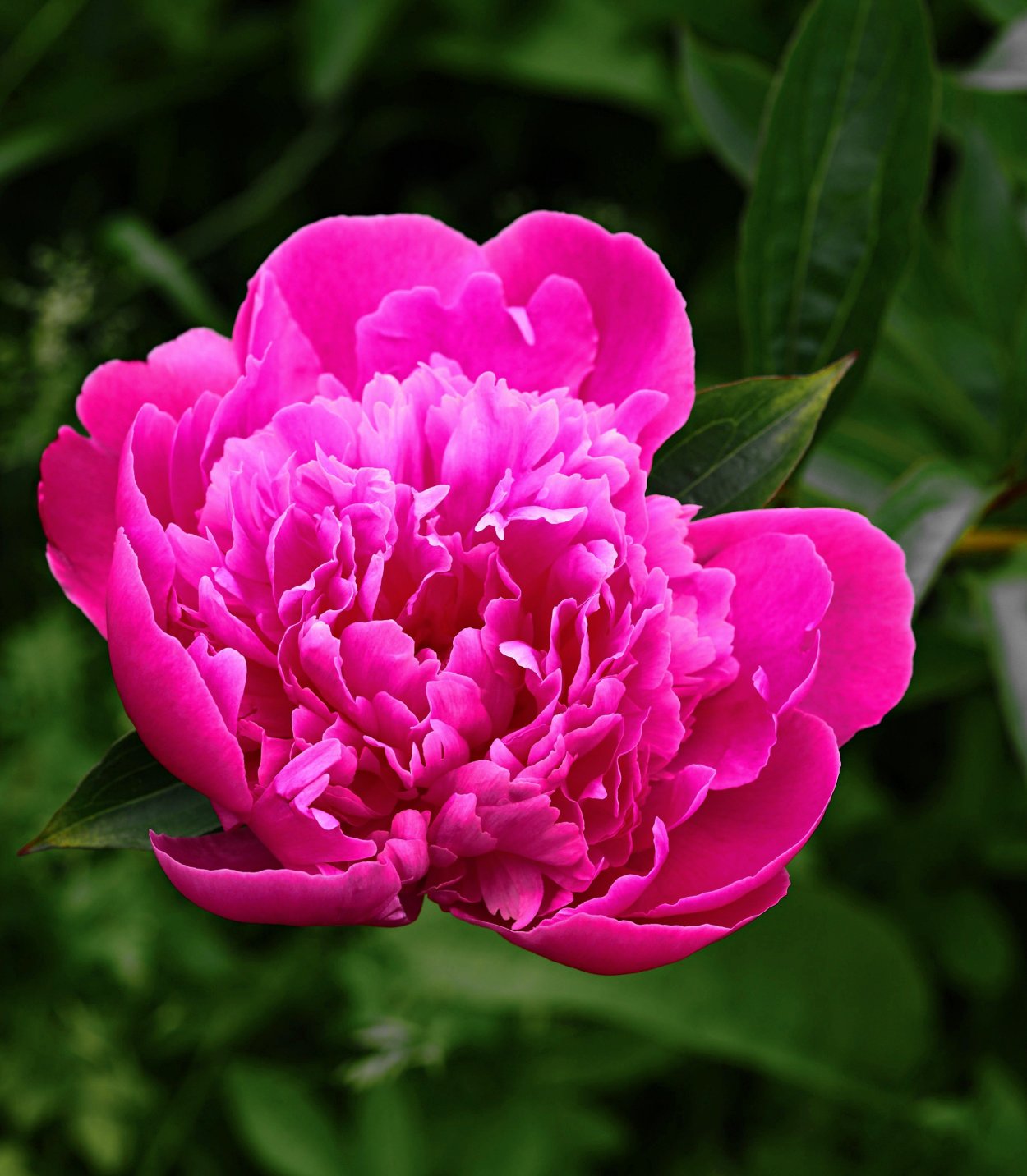 Пион афтерглоу