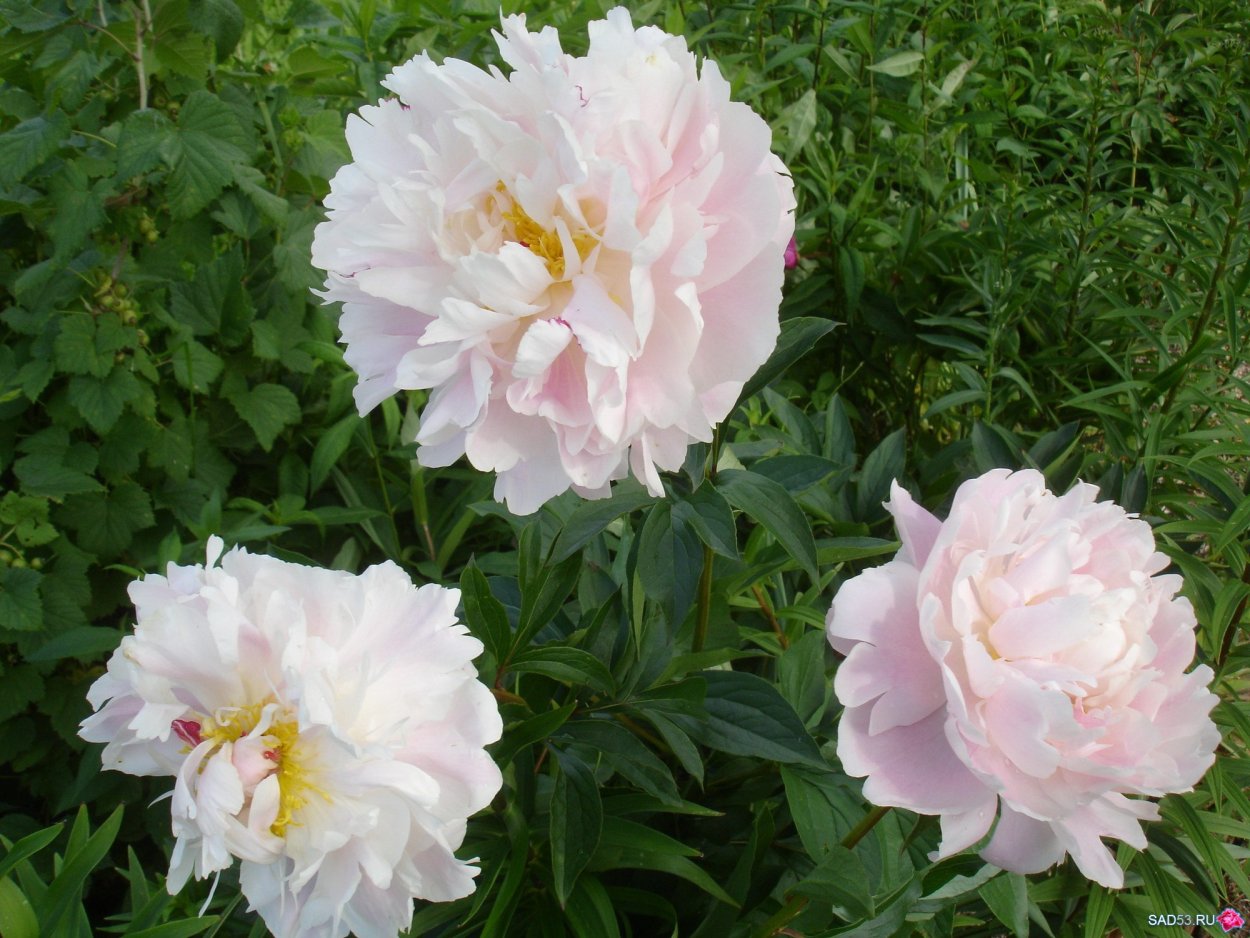 Пион Princess Juliana