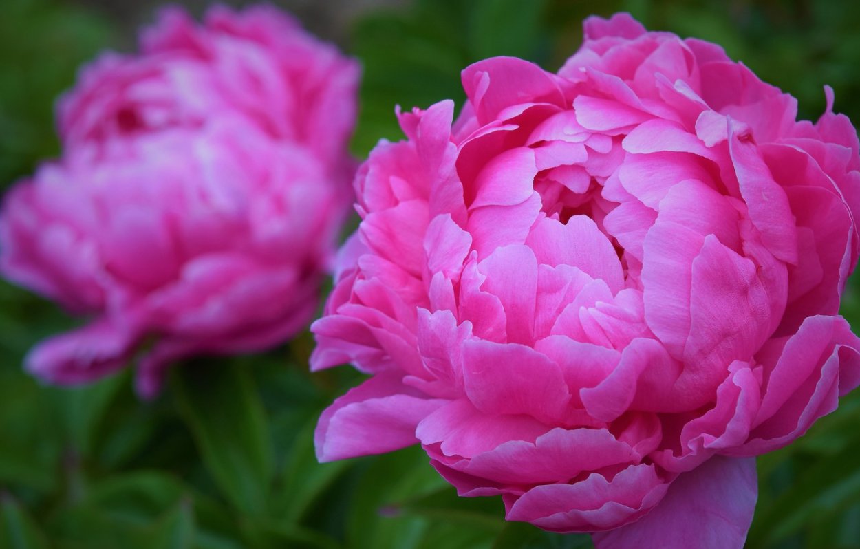 Пион Пинк Джайнт