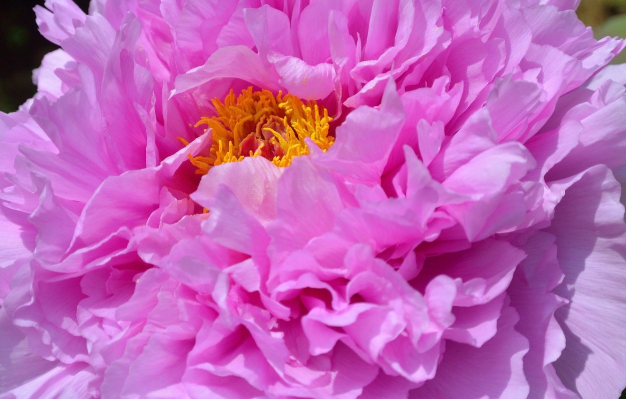 Peonypeonypeony Peony