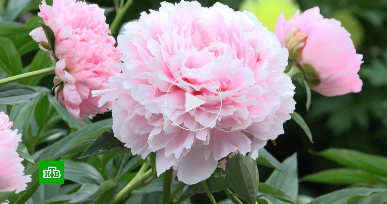 Пионы много пионов