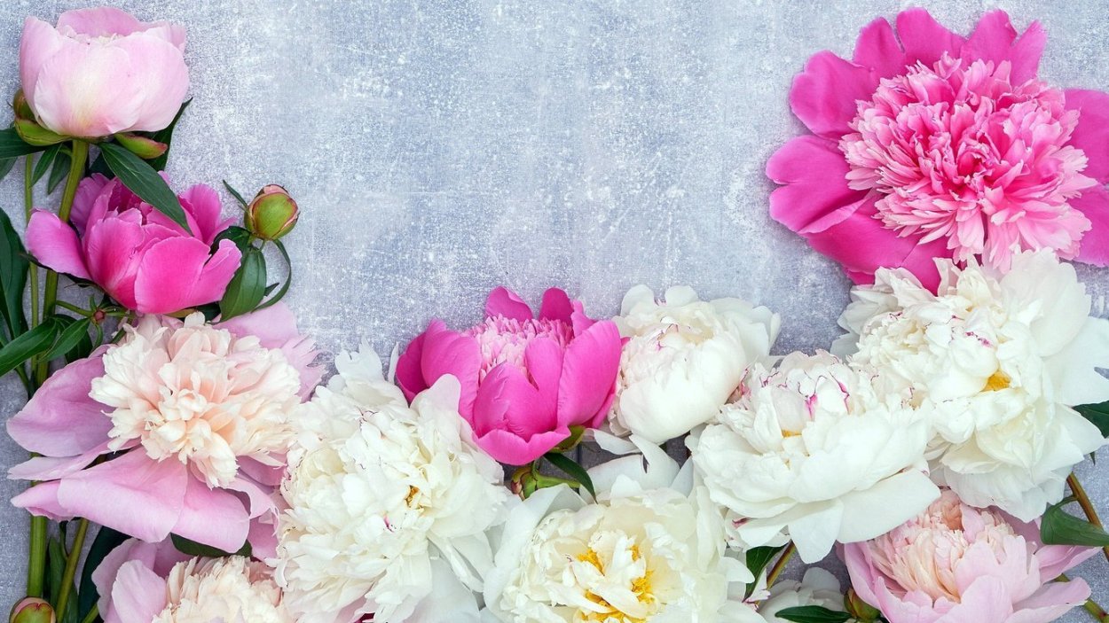 Пионы 4к обои