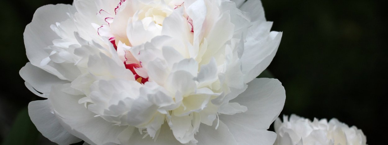 White Peony Wallpaper пион