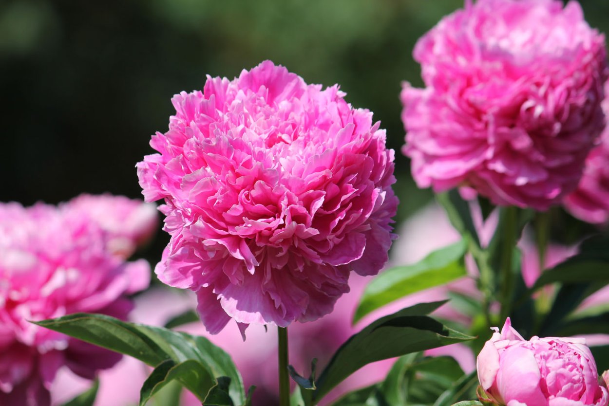 Пион память о Паустовском